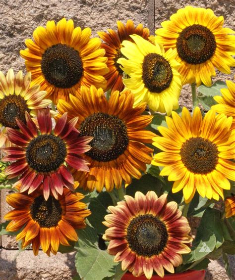 Sunflower Autumn Beauty Helianthus Annuus Applewood Seed Co