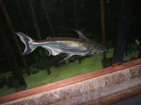 Iridescent Shark Catfish Pangasius Santiwongesi Zoochat