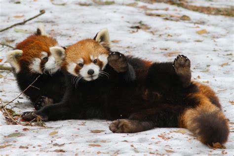 Magicalnaturetourpandas Playing And Being Cute By Mark Dumont On Flickr