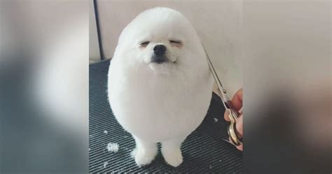 Adorable Puppy Loves Getting Trimmed Into A Round Snowball Faithpot