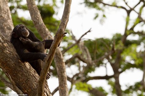 Orphaned Chimpanzees Swing From Trees Guinea Conservation Centre