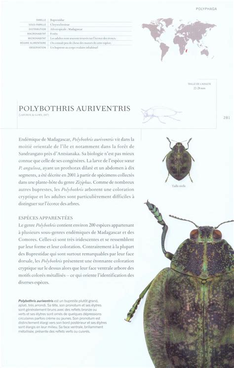 Coléoptères Du Monde Une Encyclopédie The Book Of Beetles Nhbs