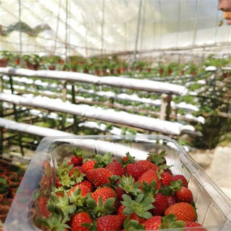 To reach the farm you can either trek or drive to follow the while planning an itinerary to cameron highlands, make sure to add this vibrant farm for a firsthand experience of how your favourite fruits are grown. 11 Best Strawberry Farm In Cameron Highlands (Breakdown ...