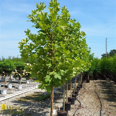 Platanus X Acerifolia Exclamation™ London Planetree From Home Nursery