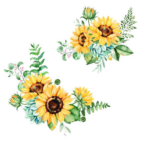 Best Sunflower Watercolor Illustrations Royalty Free Vector Graphics