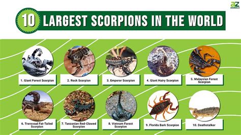 Emperor Scorpion Size