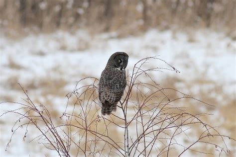 A Welsh Birder Abroad Great Gray Owls In New York Finally