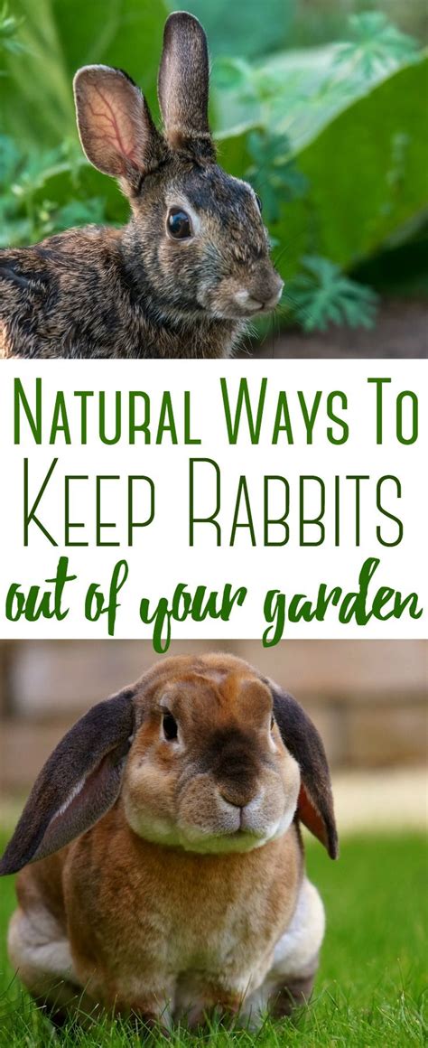 keep rabbits out of your garden naturally garden pest remedies garden pests garden pests