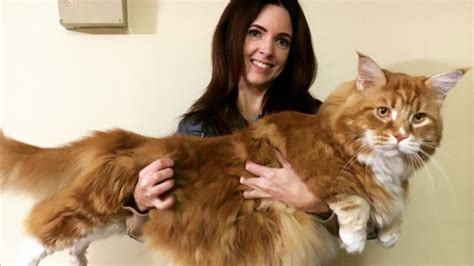 This 14kg Feline Could Be The Biggest Cat In The World