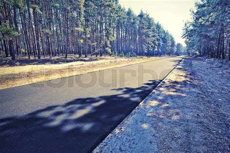 Asphalt Road In The Green Forest Stock Image Colourbox