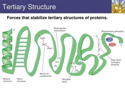 Ppt Proteins Powerpoint Presentation Free Download Id2206597