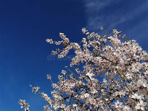 Almond Tree Blossoms Blooms Winter Flowers Budding Branches Blue Sky