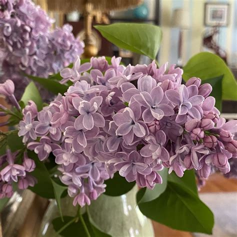 Lilacs Come Lately Alan Ilagan
