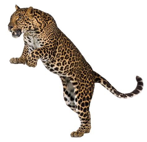 Leopard Images Animal - Leopard/Cheetah Free Png Image ...