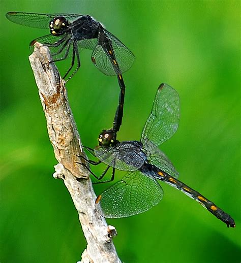 Two Dragonflies Linked Together Smithsonian Photo Contest