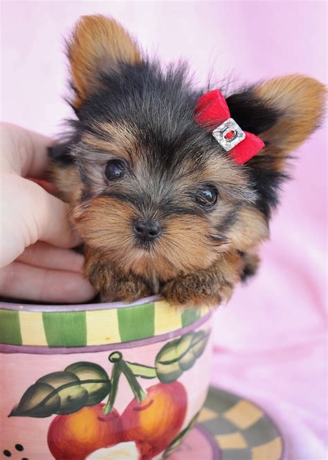 If you'd like to be added to my waiting list, feel free to message me. Delightful Teacup Yorkshire "Yorkie" Terrier Puppies for ...