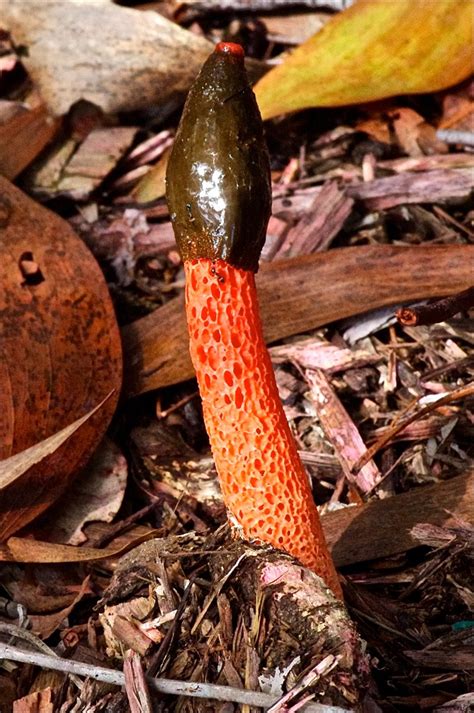 red stinkhorn forest oxley creek common paul campbell flickr