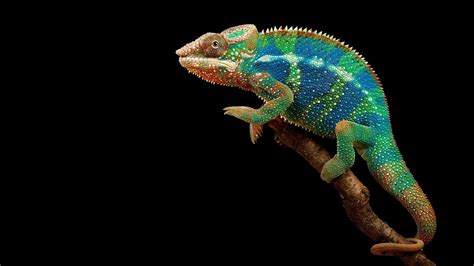 Chameleon Hd Wallpapers Wallpaper Cave