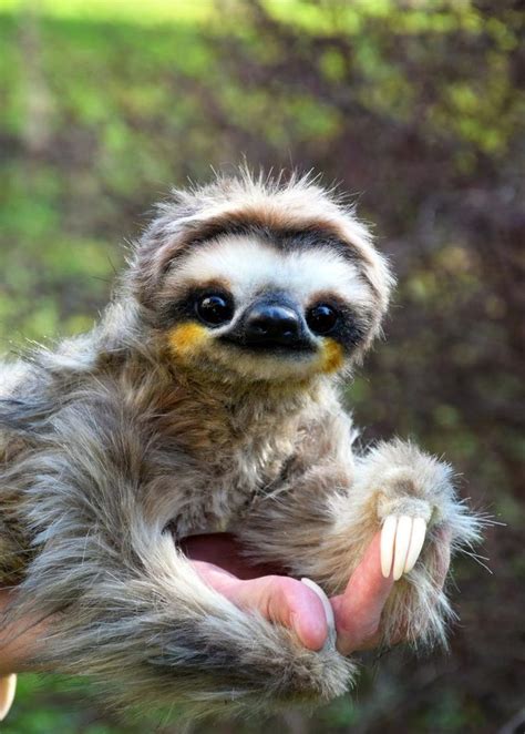 Sloth | Etsy | Cute sloth pictures, Cute baby sloths, Sloth