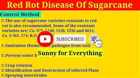 Red Rot Disease Of Sugarcane Disease Cycle And Control Method Bsc