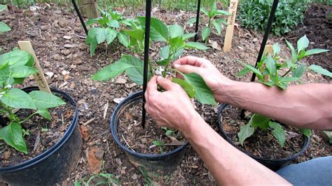 Pruning Staking Mulching And Fertilizing Young Peppers Get Them Ready