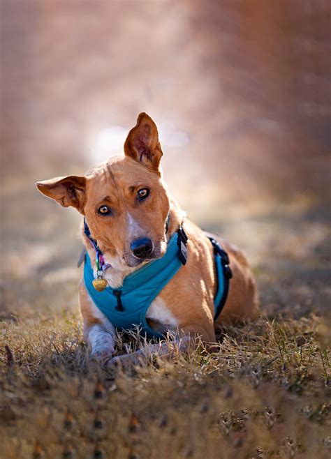 Albuquerque Pet Photographer | New Mexico Dog Portraits | Pet Friendly