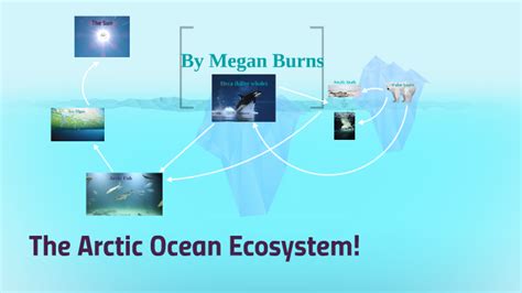 The Arctic Ocean Ecosystem By Megan Burns
