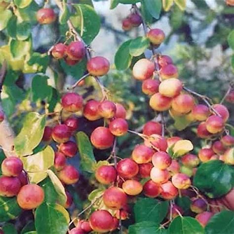 Full Sun Exposure Green Kashmiri Apple Ber Plant For Outdoor At Rs 19