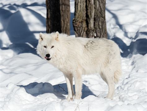 Flora Und Fauna Der Arktis Umweltbundesamt