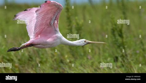 The Roseate Spoonbill Platalea Ajaja Flying Over Marsh Stock Photo