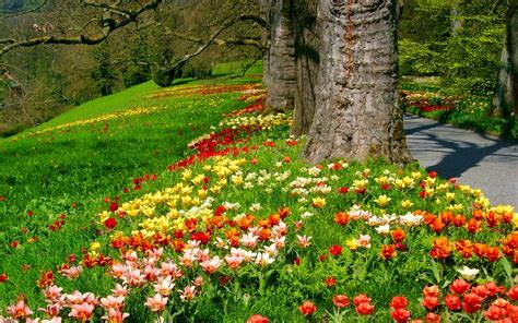 Flowers In Spring Park Hd Wallpaper Background Image