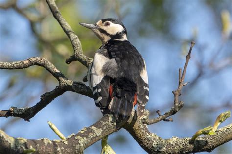 Female Great Spotted Woodpecker Birdforum