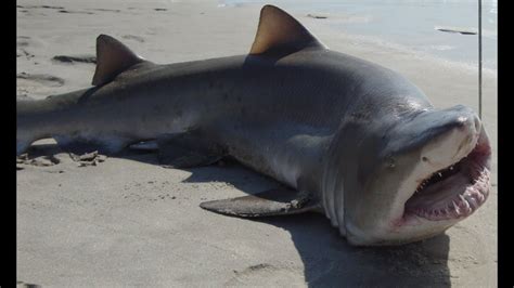 Sand Tiger Shark Caught From The Beach Youtube
