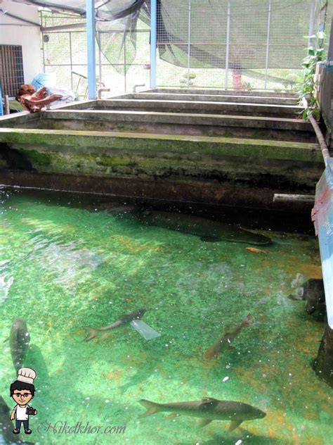 Elizabeth hurley s model son looks. Nan Yang Fish Farm @ Bemban, Kulai, Johor | Nikel Khor ^ ^ PaPago kaki