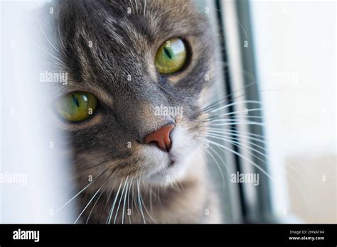 Grey Tabby Cat Hi Res Stock Photography And Images Alamy