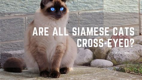 Why Do Siamese Cats Have Crossed Eyes Top Cat Breeds