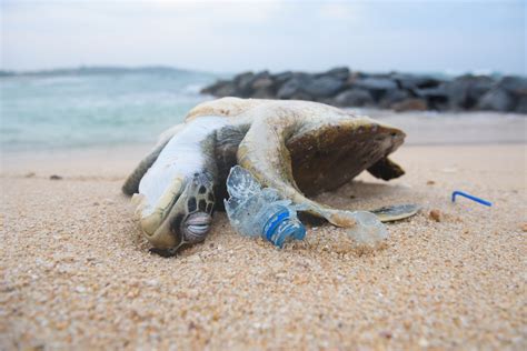 End Plastic Addiction Turtle Island Restoration Network