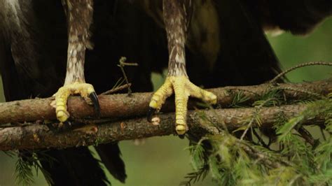 Close Up Macro Picture Of Birds Sharp Feet Which Is Sitting On The Pine