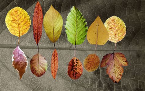 Bunte Blätter Fallen Foto And Bild Oktober Natur Herbst Bilder Auf