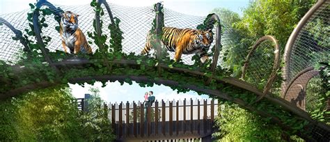 Future Zoo Check Out The Progress On Our Sumatran Tiger And Otter