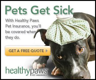 Codys IVDD Journey: Healthy Paws Pet Insurance Rocks