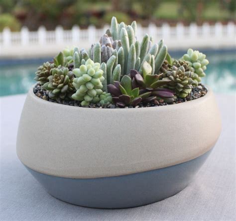 Live Succulent Arrangement In Modern Ceramic Bowl Succulent Etsy