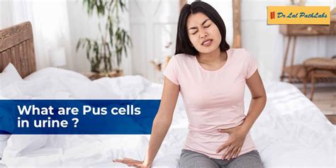 Pus Cells In Urine Causes And Diagnosis Dr Lal Pathlabs