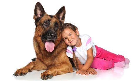 German Shepherd Dog Breed Information Photos History And