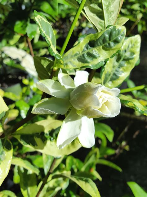 Variegated Tropical Gardenia Augusta Glacier Kens Nursery