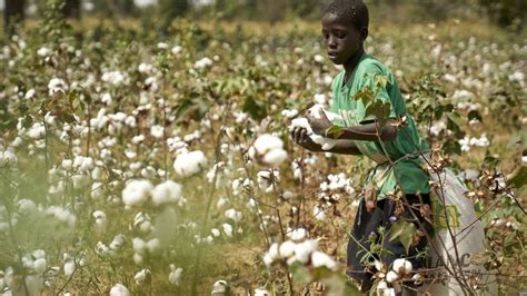 Mali La Culture Du Coton En Chute De 75 Pour La Campagne En Cours