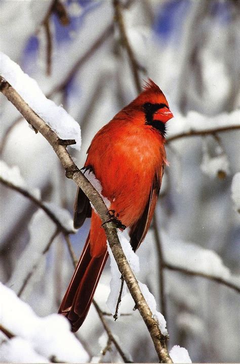 Northern Cardinal North Carolina Cardinal Birds Red Birds Wild
