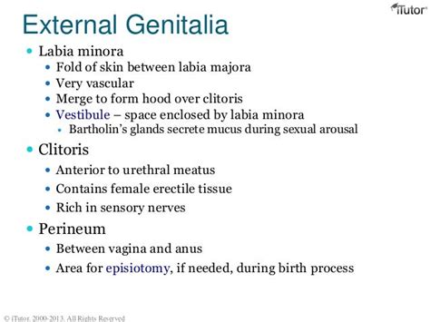 Female Reproductive System