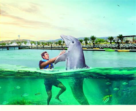 Swimming With Dolphins At Puerto Los Cabos
