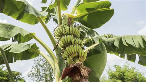 How To Prune Banana Trees A Step By Step Guide